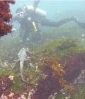 Iguane marin faisant pitance de l'algue verte